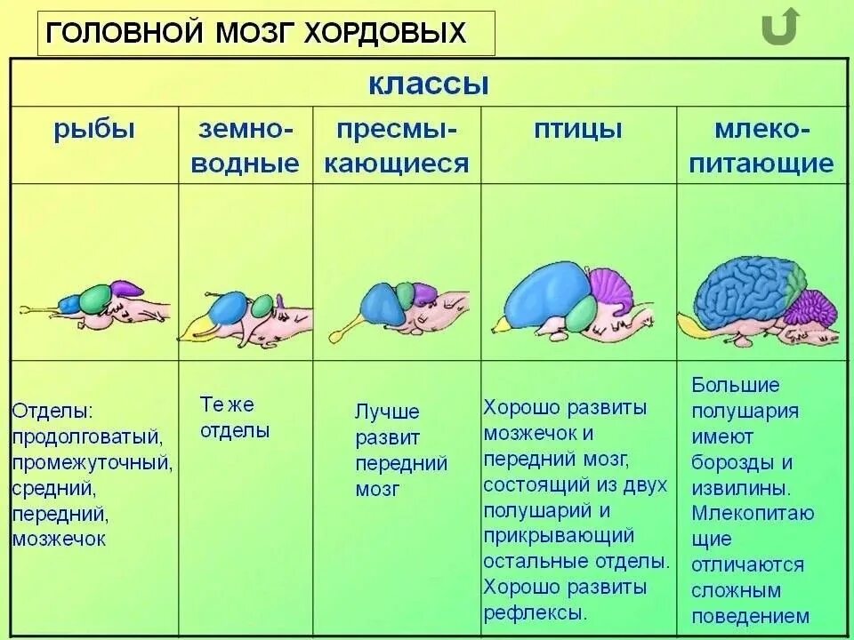 Какой отдел мозга развит у рыб. Сравнение головного мозга хордовых таблица. Строение головного мозша различныххордовых. Эволюция головного мозга хордовых таблица. Строение головного мозга хордовых животных.