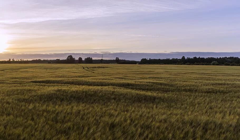 Эстонские пейзажи. Land fields. Сельскохозяйственный ландшафт. Участок в поле. Land fields.