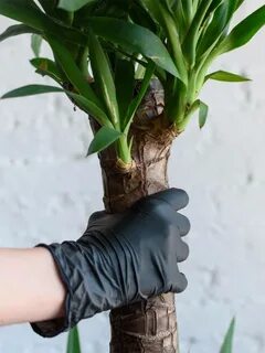 Юкка пересадка
