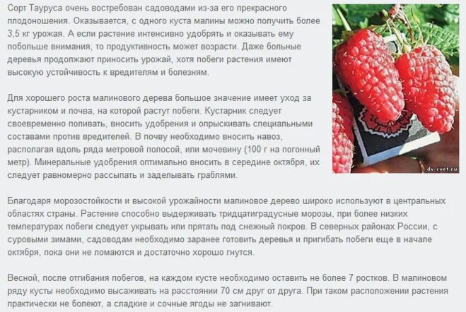Малиновое дерево Сказка Штамбовая - купить саженцы в Туле