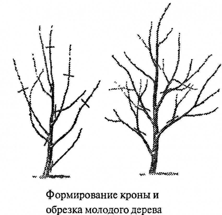 Как обрезать черешню осенью