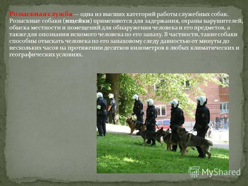 служебно-розыскная собака. розыскная служба собак. служебно-розыскная собака. применение розыскных собак. розыскные собаки.