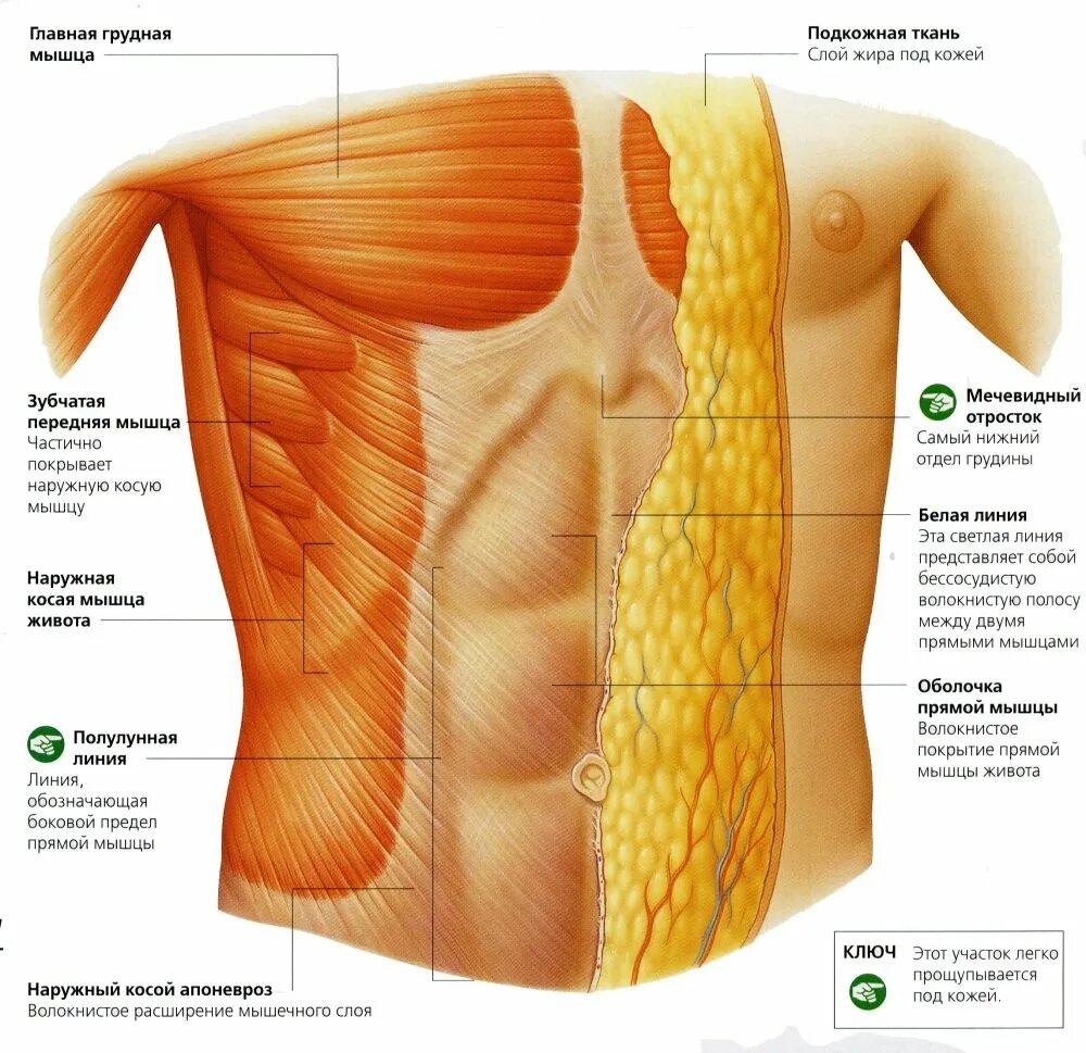 Стенка анатомия. Мышцы брюшной полости анатомия. Слои мышц живота. Мышцы живота послойно.