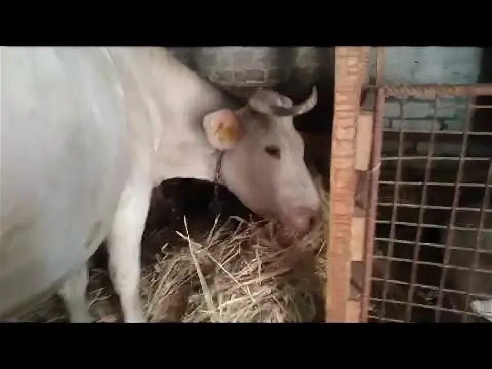 Отел коровы двойней. Отел коровы двойней. Теленок только родился. Отел коровы двойней. Отел коровы двойней.