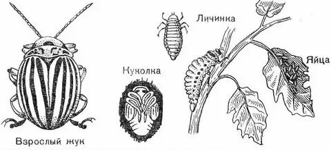 Тип превращения майского жука. Тип превращения майского жука