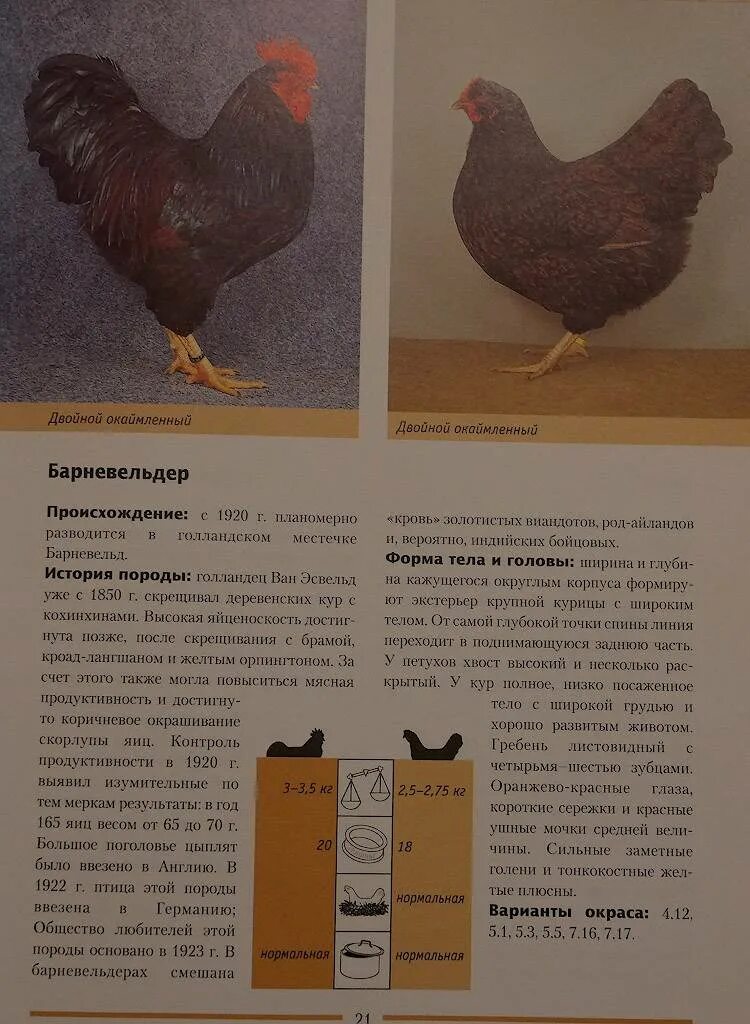 Порода кур несушек минорка. Породы кур с хорошей яйценоскостью. Леггорн порода кур яйца. Порода кур несушек леггорн. Птицы породы яйценоскость.