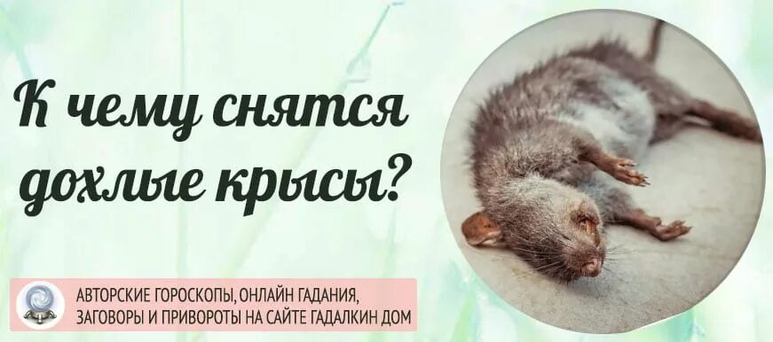 К чему снится что кусают мыши. К чему снятся крысы. Приснилась дохлая крыса.