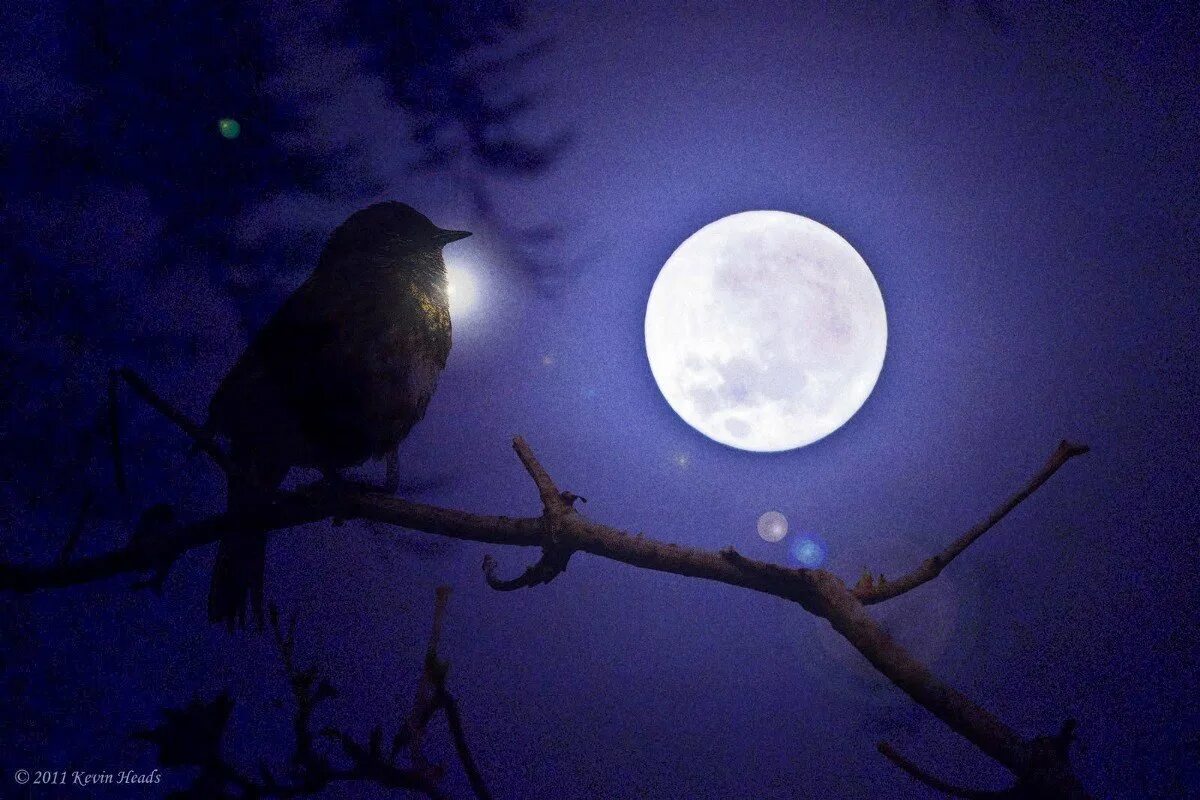 Птицы ночью. Красивые ночные птицы. Луна и птицы. Птица в ночном небе.