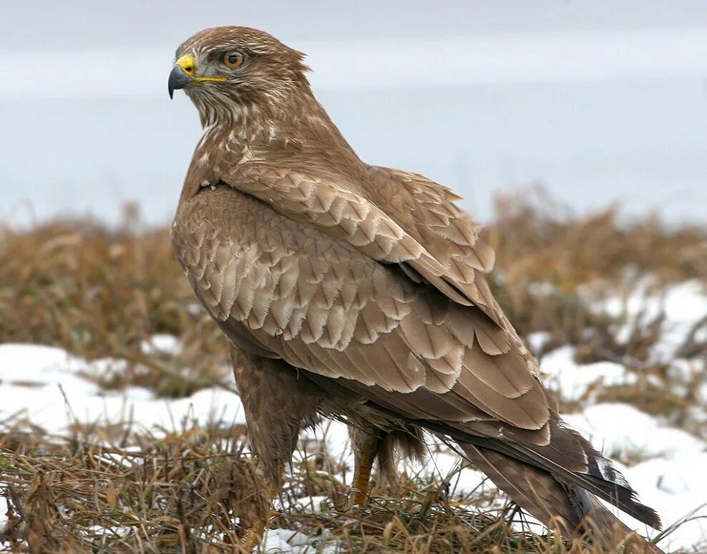 Сарыч птенец. Калужская область сокол. Калужская область сокол. Канюк птица подмосковье. Дол сокол калуга.