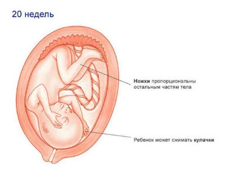 20 недель половина. Эмбрион на 20 неделе беременности. 20 Недель беременности размер плода. Размер малыша на 20 неделе беременности. Плод ребенка в 20 недель беременности.