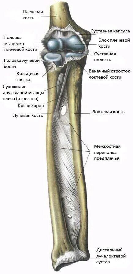 Кости предплечья соединение. Дистальный лучелоктевой сустав. Кости локтевого сустава анатомия. Дистальный лучелоктевой сустав анатомия. Анатомия локтевого сустава Синельников.