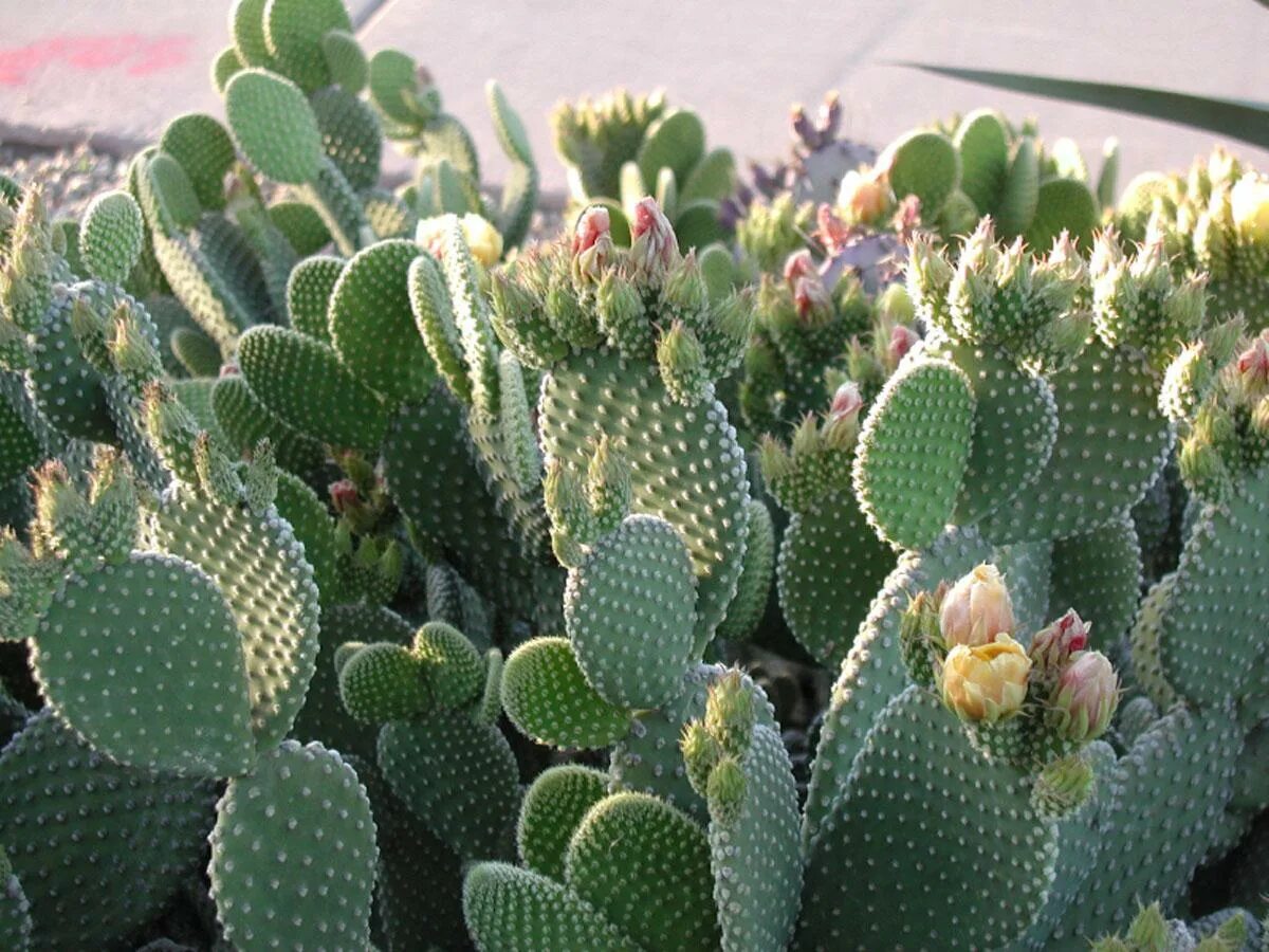 Cactus dg. Опунция (Opuntia). Опунция мелковолосистая. Опунциевые кактусы. Опунция белоколючковая.