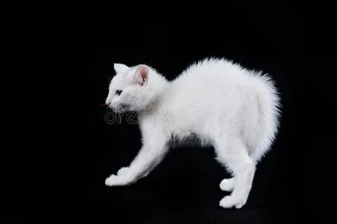 Кот с белой спиной