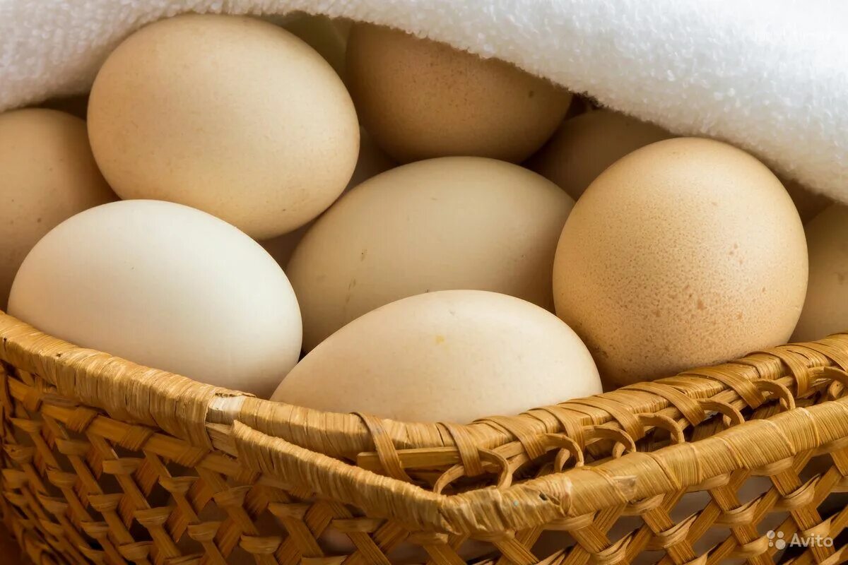 Яйцо. Яйцо куриное. Яйцо домашнее куриное. Яйцо кремовое. Кремовые яйца