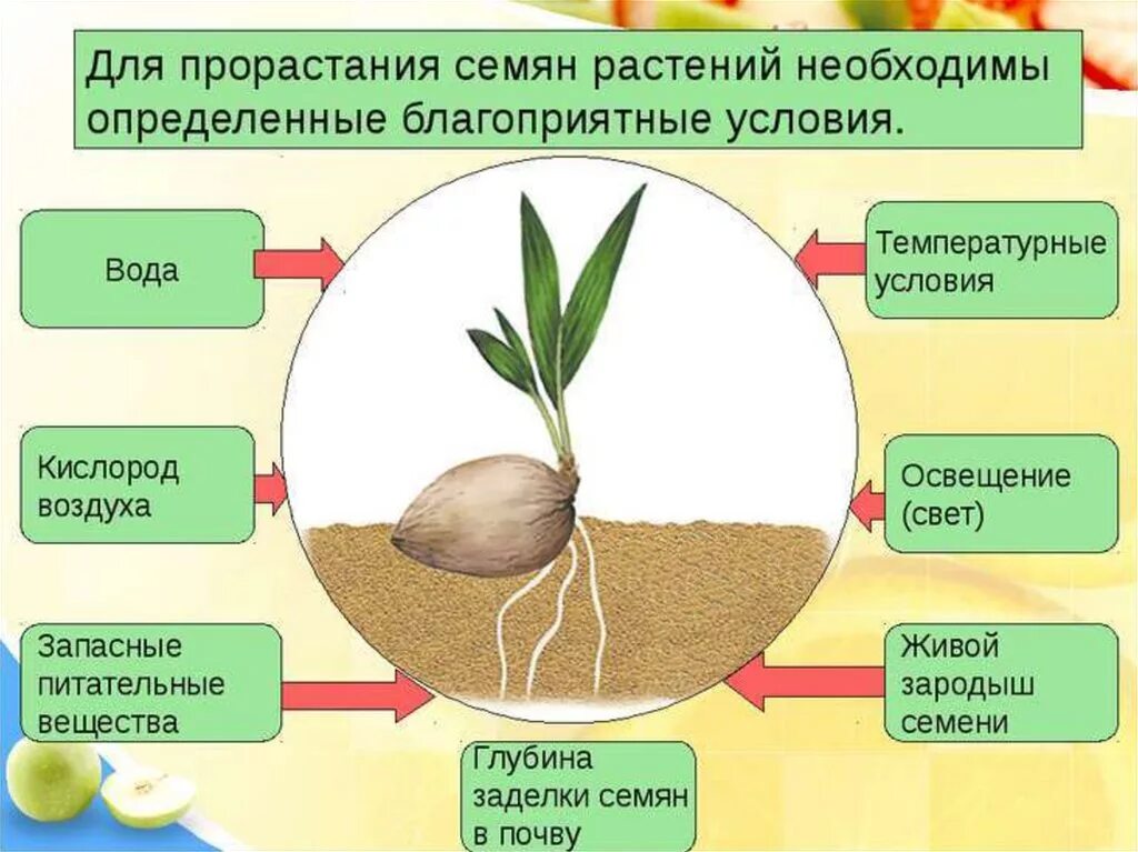 В процессе роста растений происходит выберите. Условия необходимые для прорастания семян. Условия прорастания семян таблица. Факторы необходимые для прорастания семян. Условия прорастания сем.