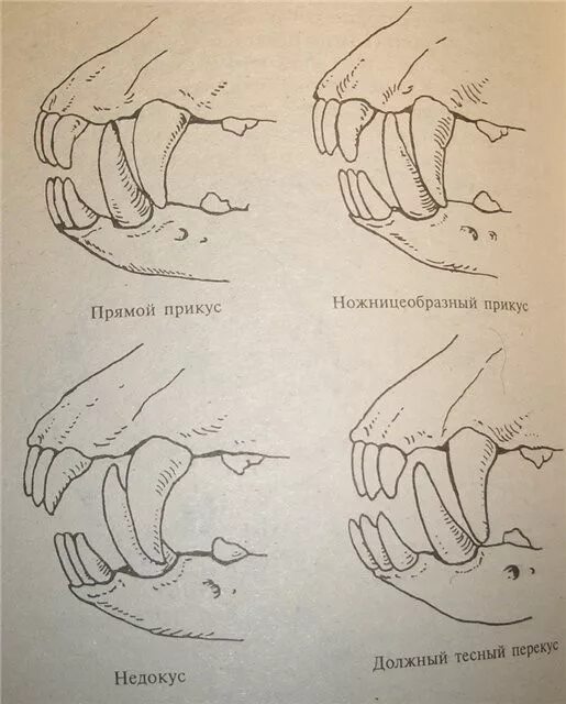 правильный ножницеобразный прикус. ножницеобразный прикус. ножницеобразный прикус. прикус плотные ножницы. лабрадор прикус ножницеобразный.