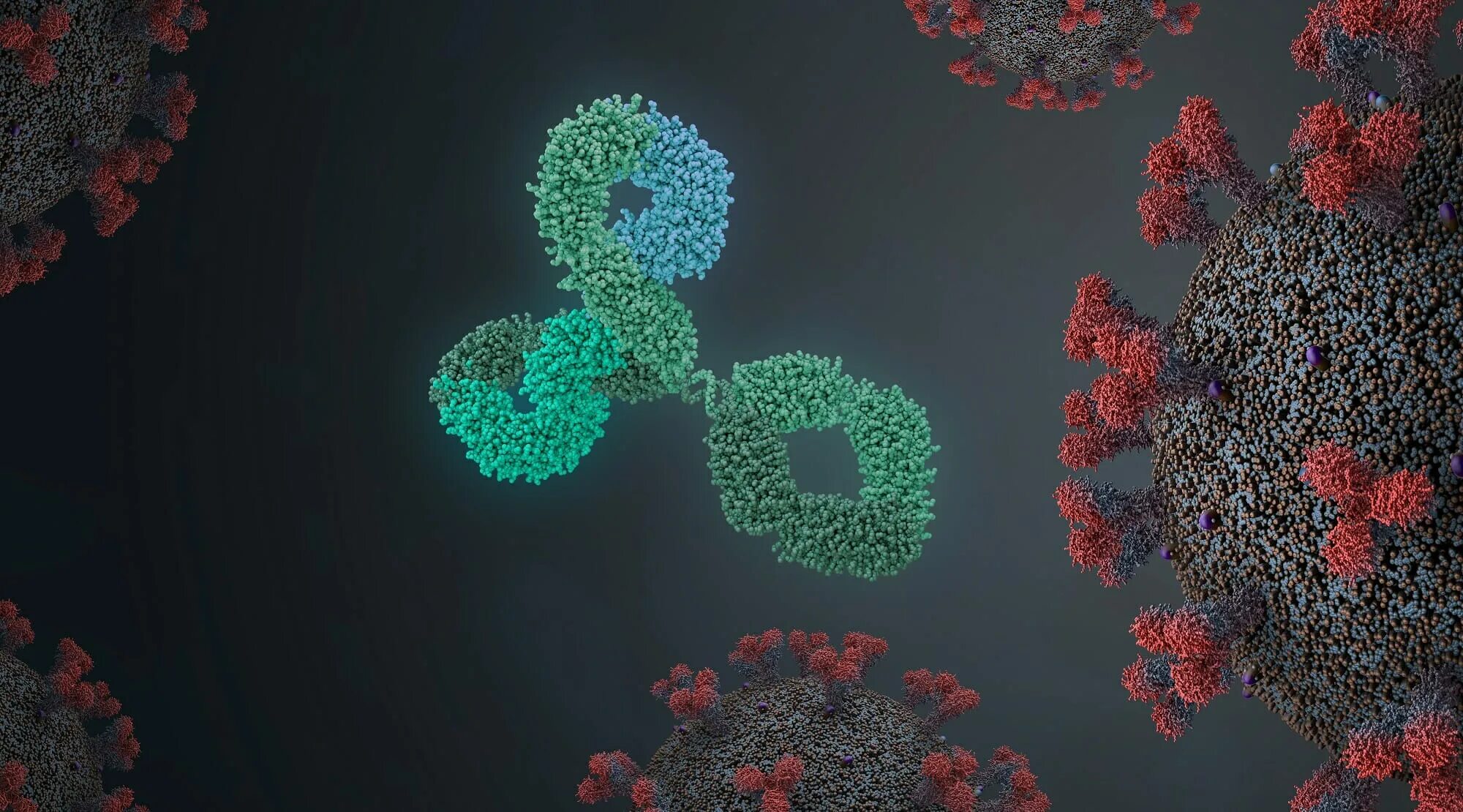 Повторный вирус. Антитела на коронавирус. ace 2 белок. covid-19 antibody.