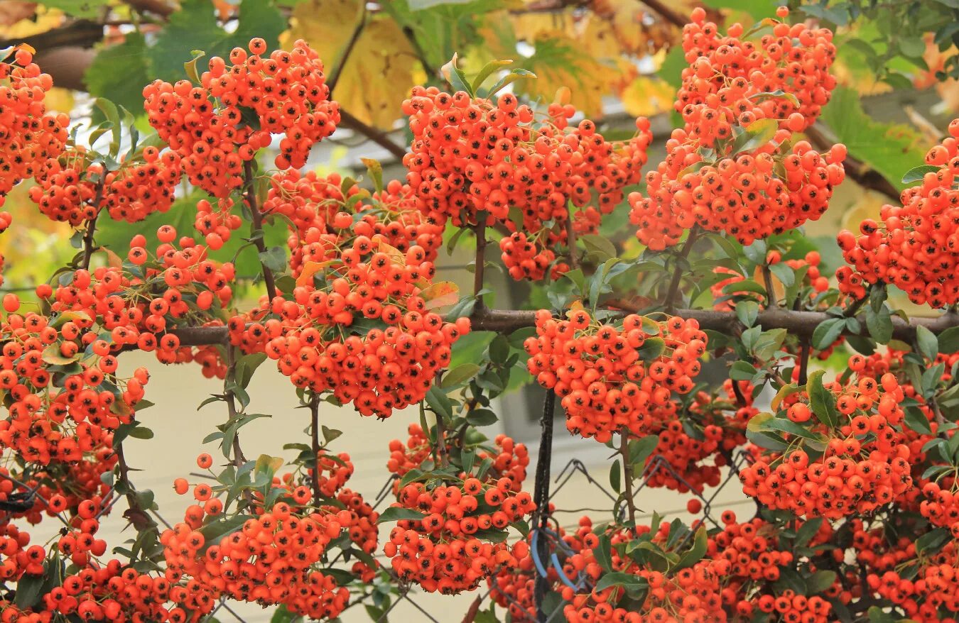 Пироканта фото и описание кустарника Pin on Plants with Showy Fruit