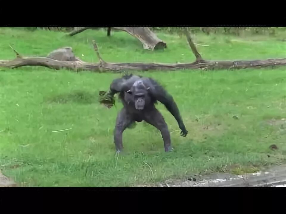Какашка макака