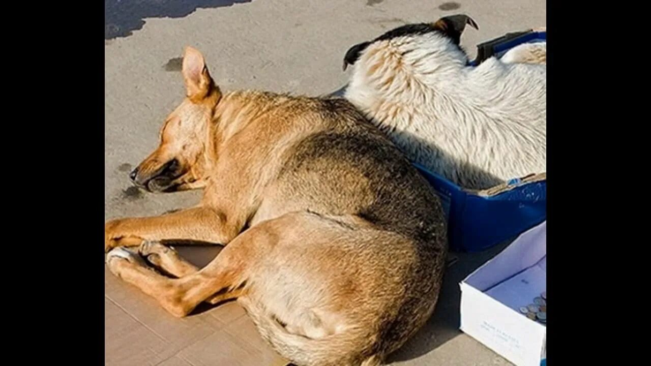 Помощь животным видное