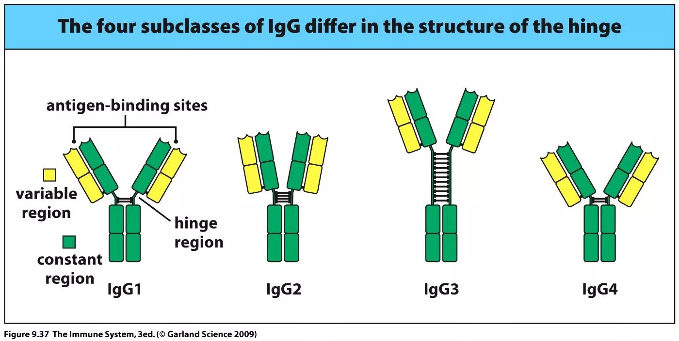 Igg1 igg4. Иммуноглобулин g4 (igg4). Иммуноглобулин g. Иммуноглобулин g (IGG). Иммуноглобулин g о чем говорит
