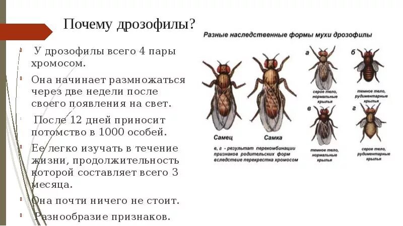 Генотип мухи дрозофилы. Муха дрозофила строение. разные наследственные формы мухи дрозофилы. преимущества мушки дрозофилы. муха дрозофила строение тела.