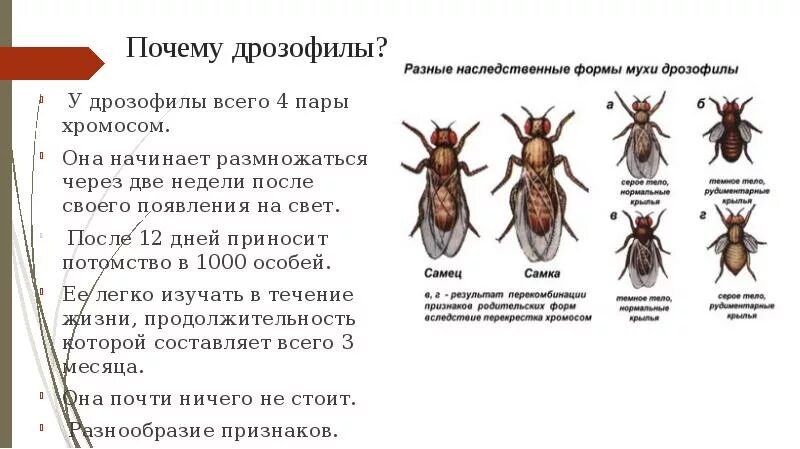 Сколько живут мухи. Разные наследственные формы мухи дрозофилы. Преимущества мушки дрозофилы. Наследование признаков у мухи дрозофилы. Задачи с дрозофилами.