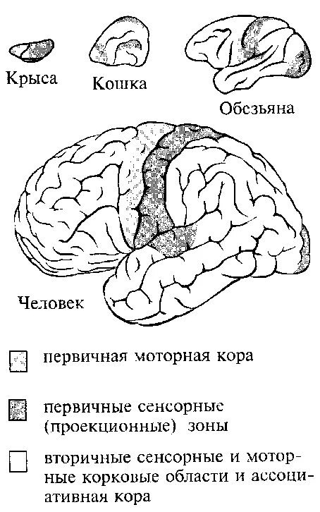 Ассоциативные зоны коры. Локализация двигательных зон коры. Двигательная зона коры больших полушарий. Ассоциативные сенсорные зоны коры. Вторичная сенсорная зона.