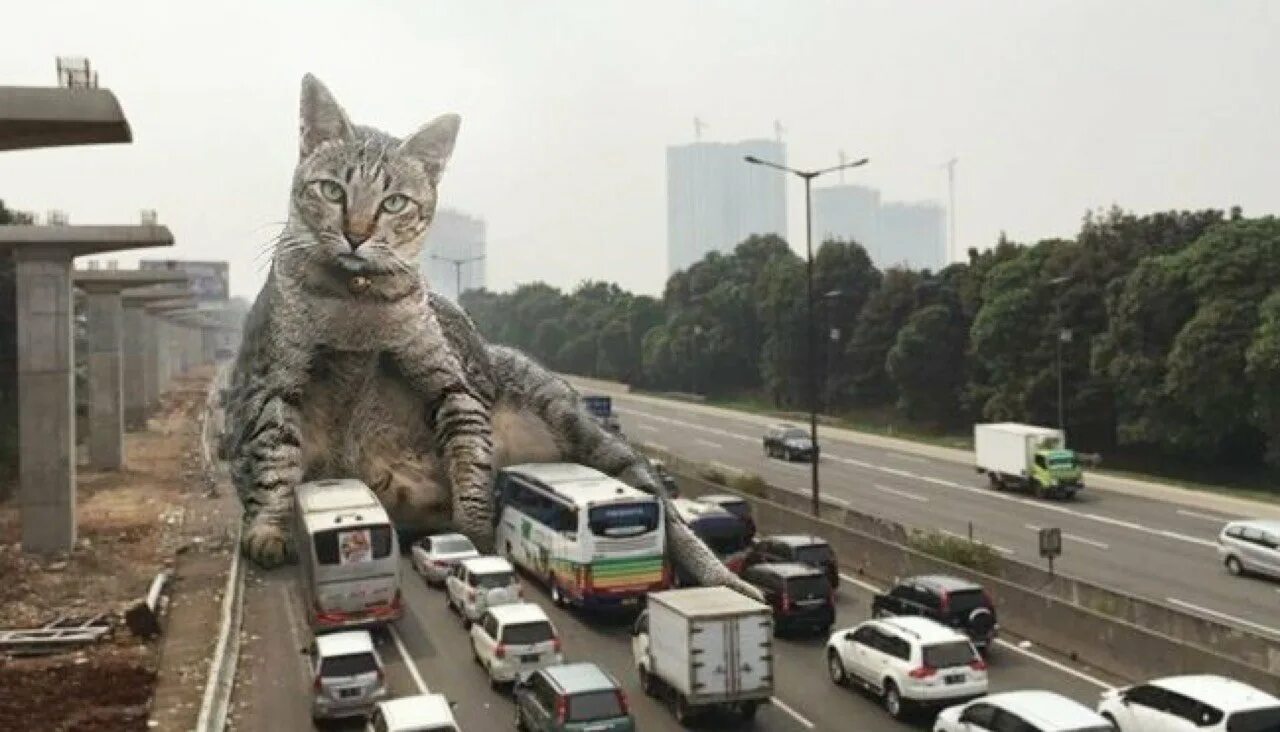Неделя большими кошками. Огромный кот в городе. Гигантский кот в городе. Гигантские коты в городе. Кошка большая в городе.