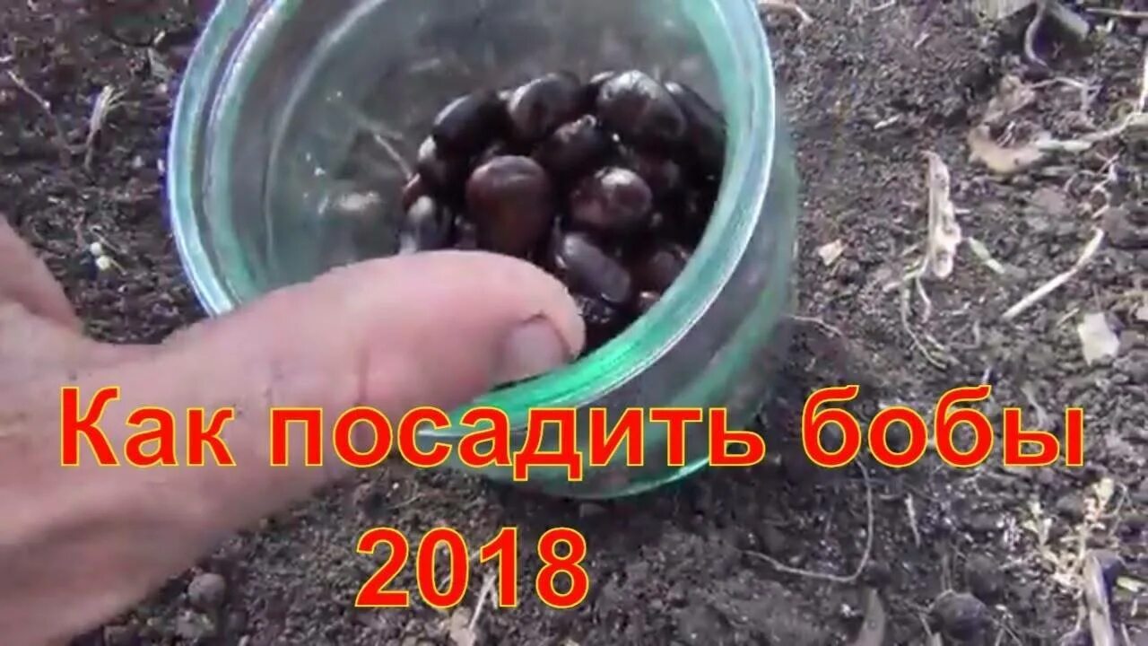 Бобы посадка и уход в открытом грунте. Садить боб. бобы посадка. как сажать бобы. посадка семян в открытый грунт.