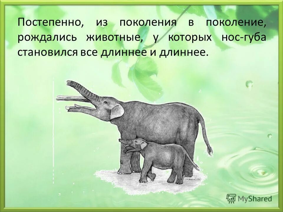 произведение слон почему вы думаете. три вопроса про слона. вопросы по тексту слон куприна 3. произведение слон почему вы думаете. какие вопросы можно задать слон куприн.