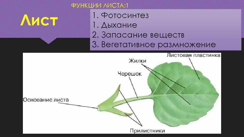 Какие клетки образуются листовую пластинку. Функция листа у растений биология 6 класс. Лист строение и функции листа. Лист вегетативный орган растения. Функции листа растения.