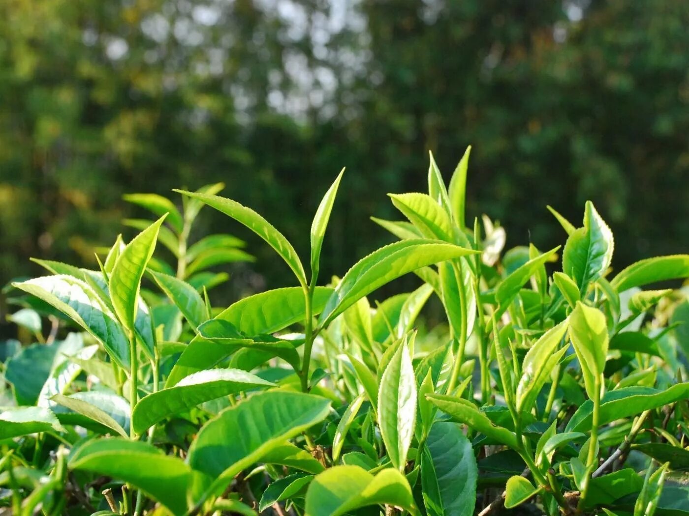 Листья чая китайского. Камелии китайской (Camellia sinensis).. Чайный куст Камелия Синенсис. Чайный куст китайская Камелия. Camellia sinensis – sinensis куст.