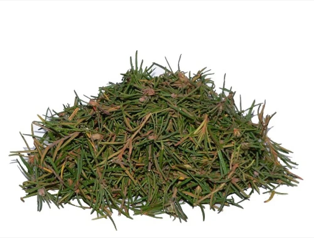 багульника болотного побеги аптека. фитопрепараты багульника болотного. багульник болотный сушеный. побеги багульника гф. багульник болотный трава в аптеке.