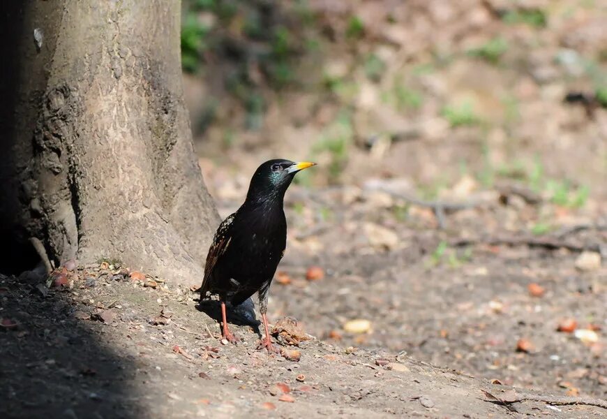 обыкновенный скворец москва. обыкновенный скворец. птицы бишкека. скворцы автор. скворец весной.