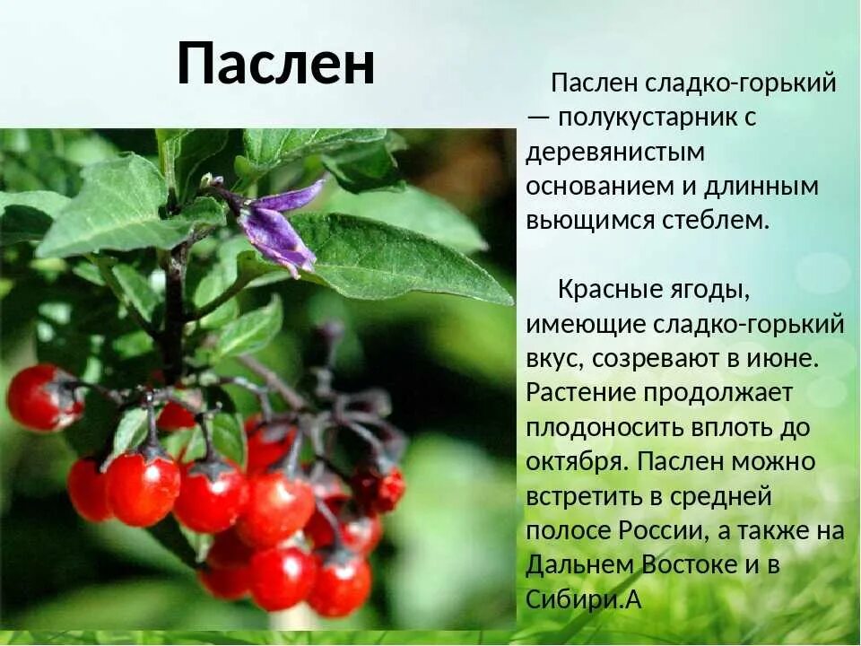 Паслен черный среда обитания. Паслён сладко-Горький ядовитые растения. Ягода паслена сладко-Горького. Паслен ягода красный. Паслен ягода ядовитая.