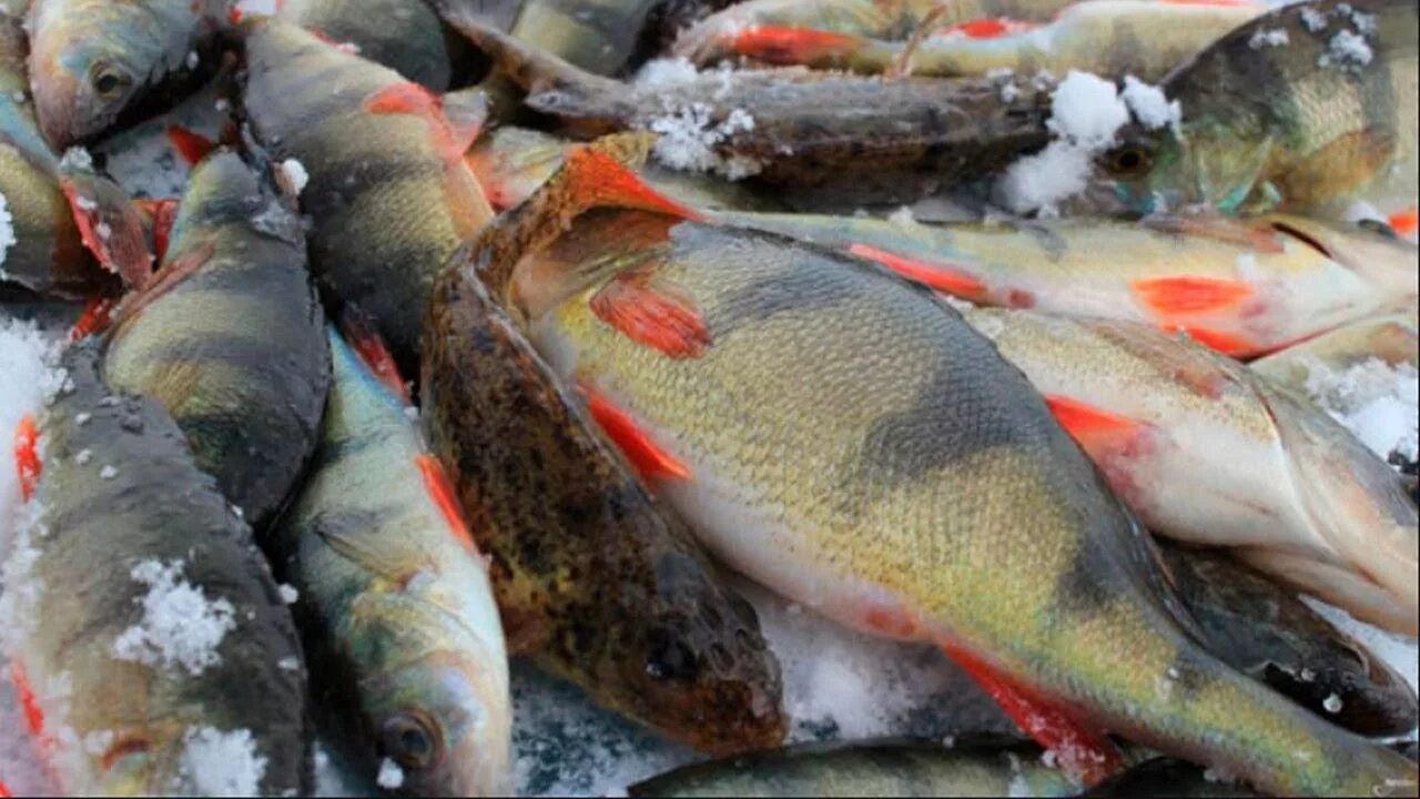 Зима клев рыбы. Окунь улов зима. Китайские рыбы. Зимний вылов рыбы. Приманка для рыбы Фиш Хангри.