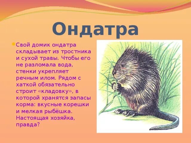 Ондатр слова. Ондатра.