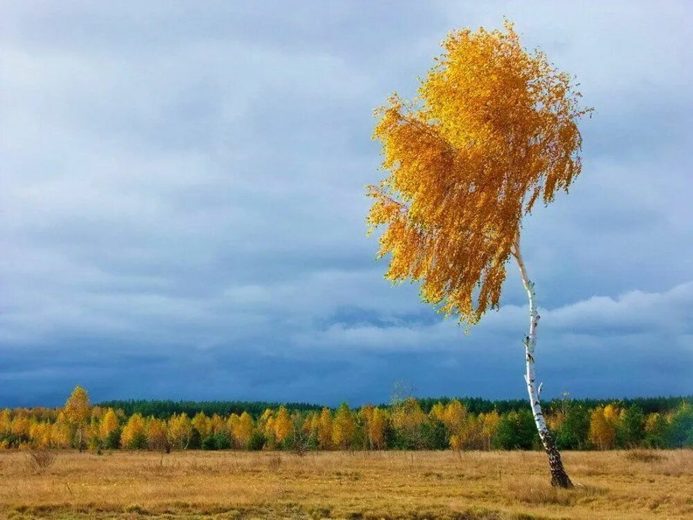 Осенняя Березка. Береза осень. Береза осенью. Осеннее дерево береза. Березки октябрьский