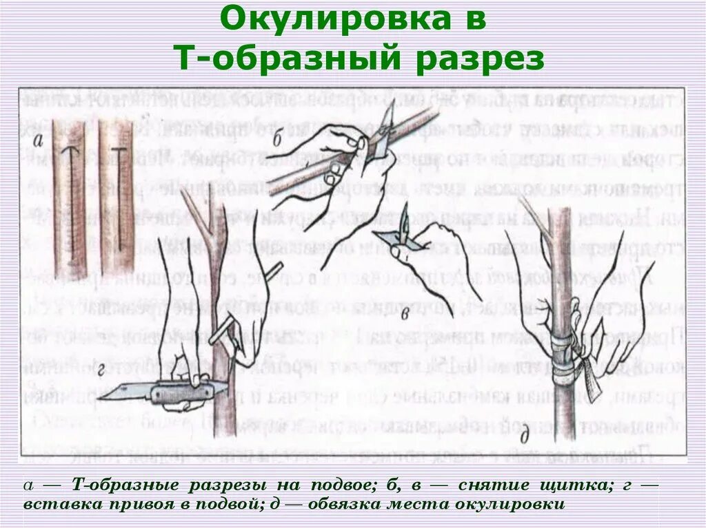 Прививка почкой какое время. Прививка растений окулировка копулировка. Окулировка в т-образный разрез. Окулировка яблони глазком. Окулировка прививка глазком.