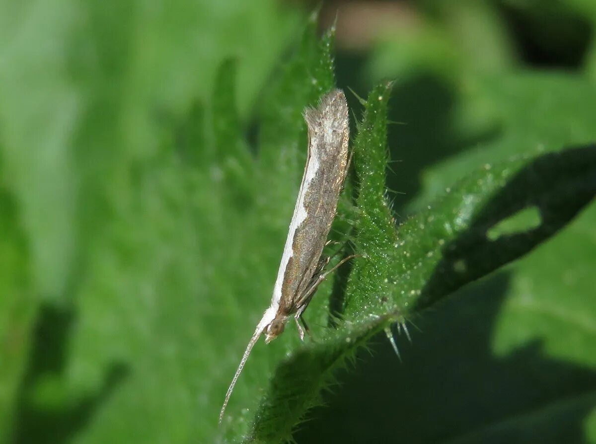 Капустная моль. Капустная моль Plutella maculipennis. Капустная тля. Спиральная Тополевая тля. Горчица вредители капустная моль.