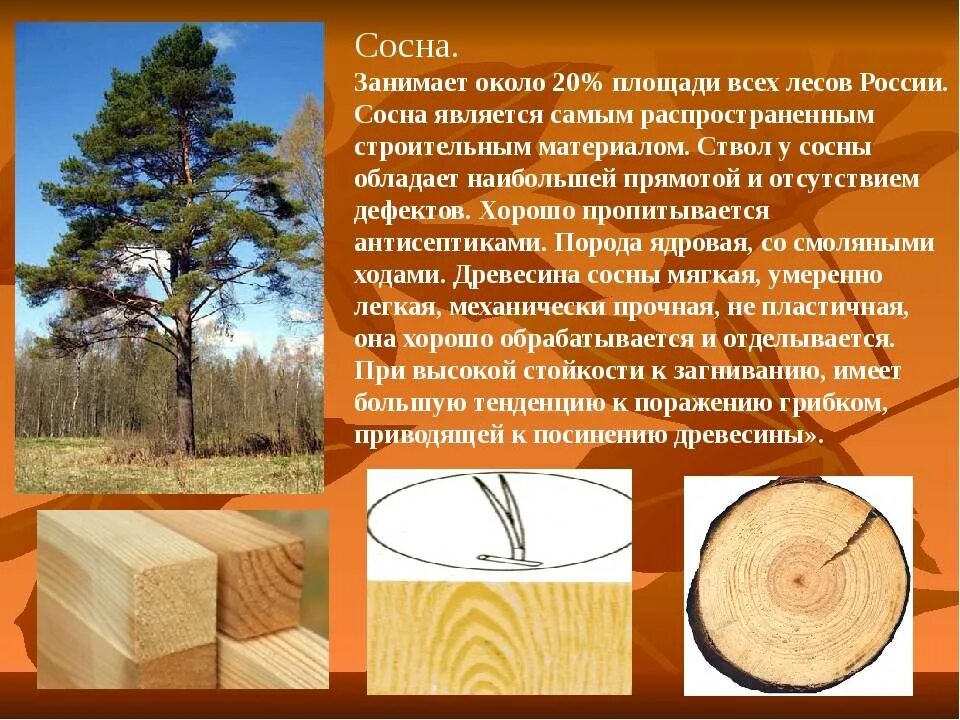 Перечислите породы деревьев. Породы древесины. хвойные породы древесины. качество древесины. хвойные твердые породы древесины.