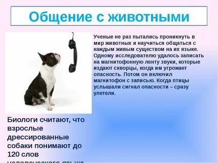 Проект общение животных