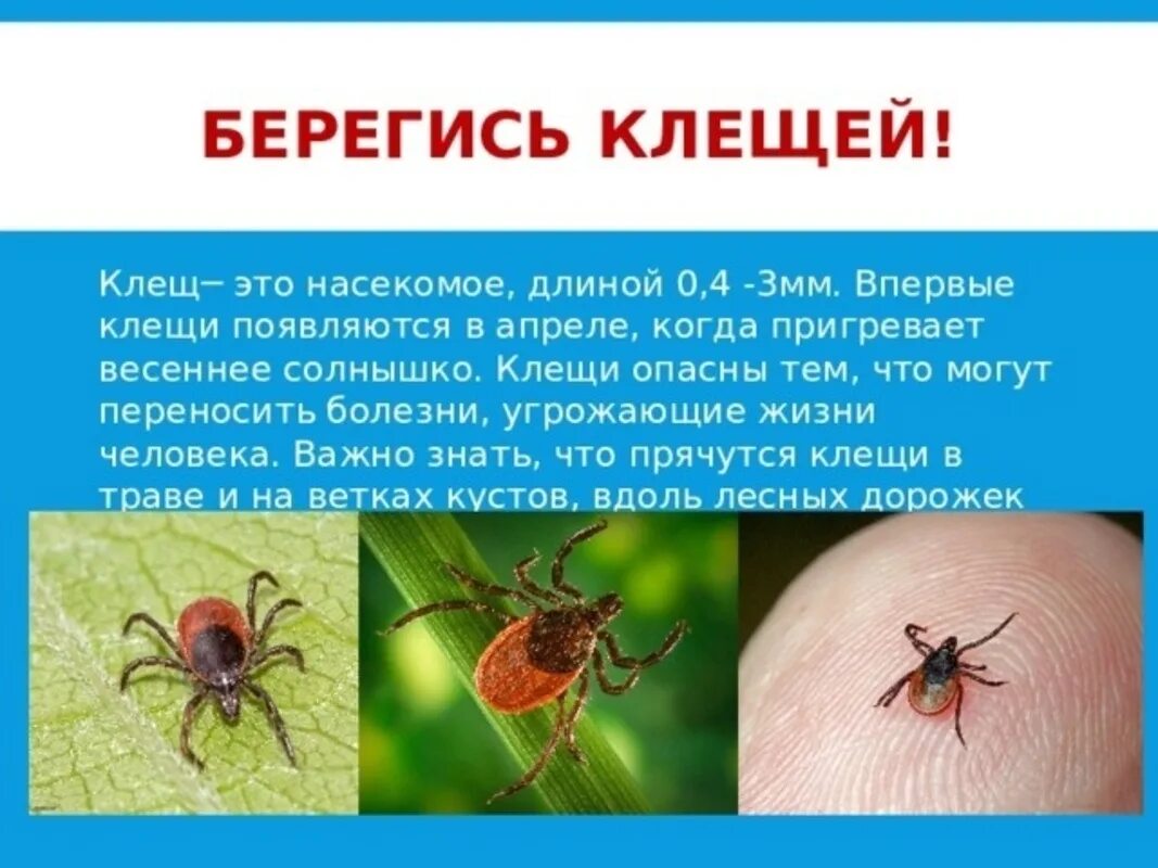 Клещ цитаты. Клещи. опасность клещей. опасные насекомые клещи.