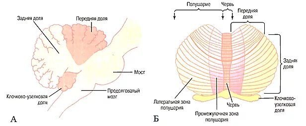 Доли мозжечка анатомия неттера. Функции мозжечка кратко анатомия. Мозжечок головного мозга анатомия. Нервная система полушария головного мозга мозжечок. Строение мозжечка анатомия.