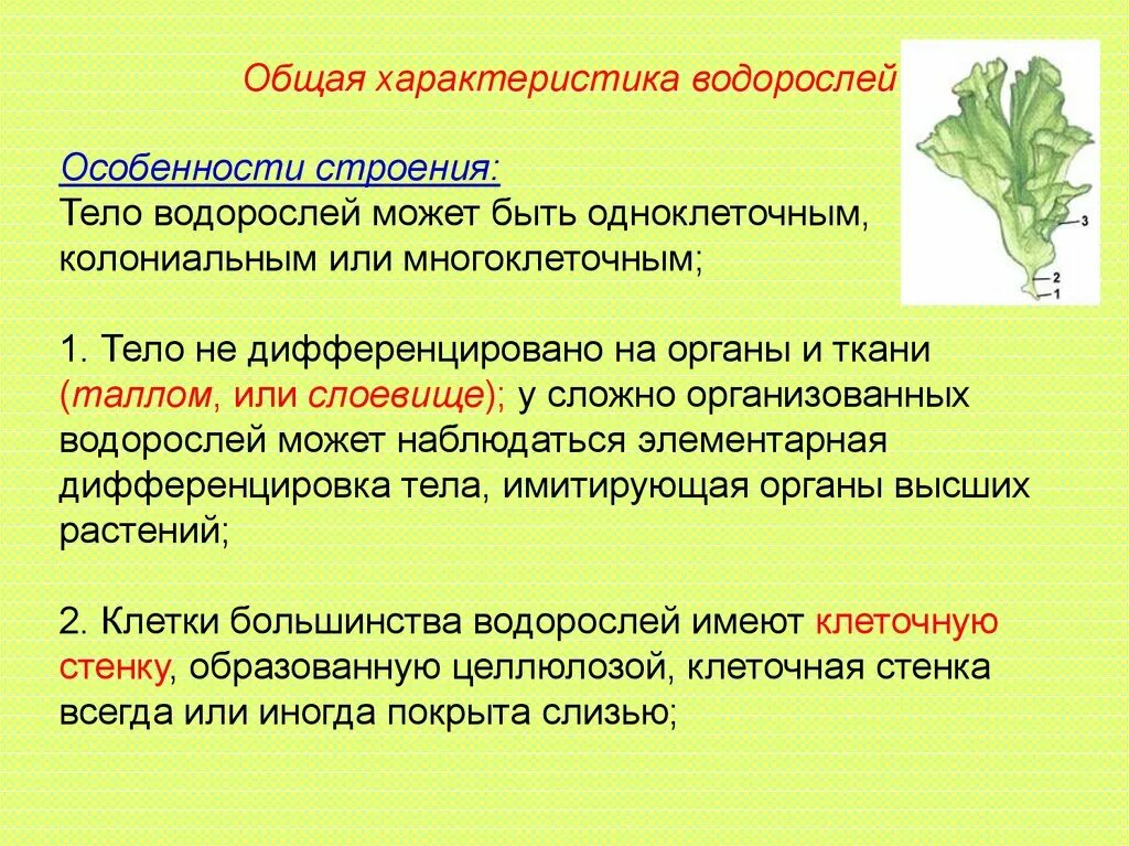 Водоросли характеристика биология. Общая характеристика водорослей. Особенности строения водорослей. Отдел водоросли общая характеристика. Основная характеристика водорослей.