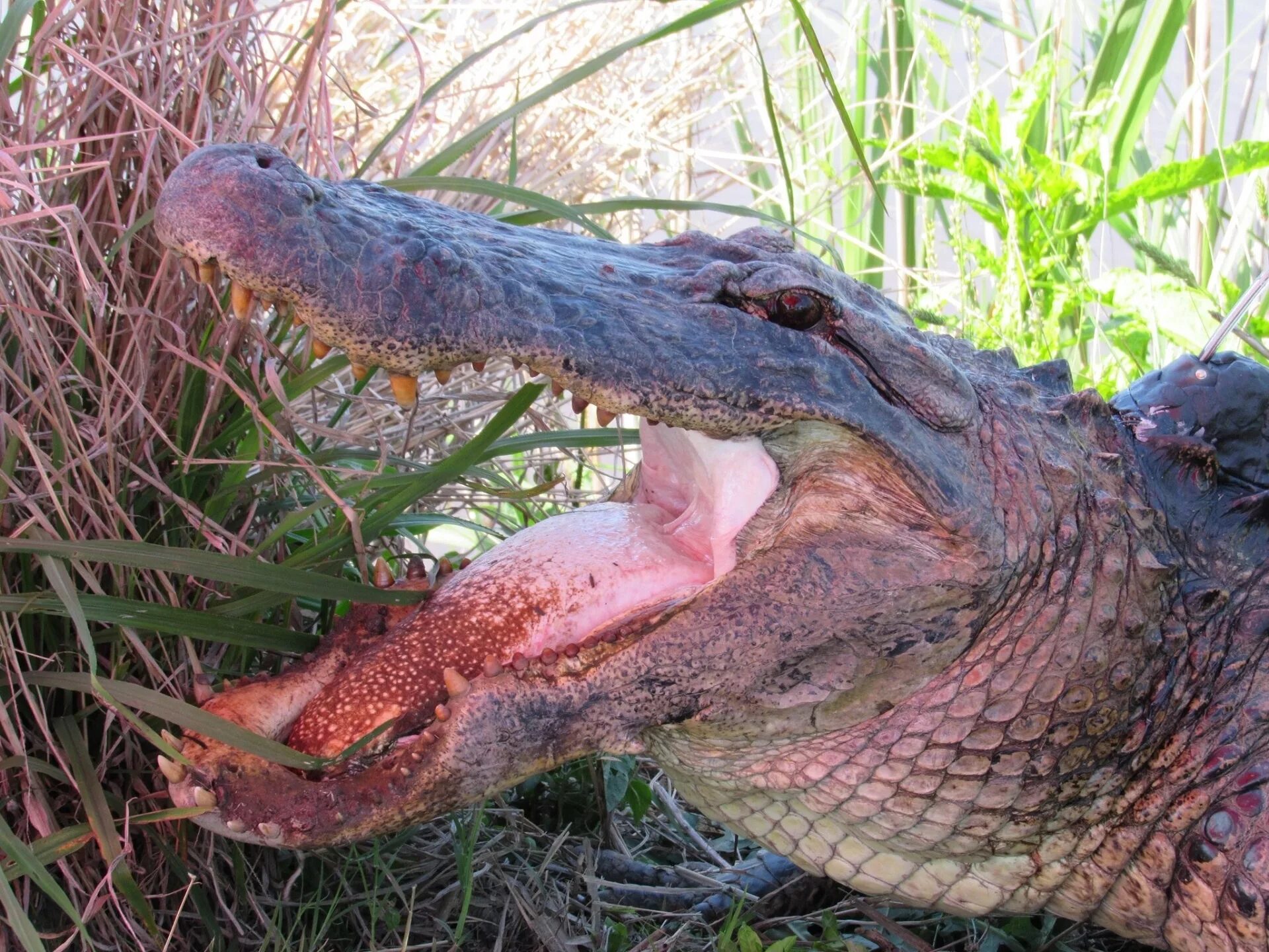 Пасть крокодила. Почему крокодилы с открытой пастью. Пасть крокодила. Крокодил с открытой пастью. Нильский крокодил зубы.