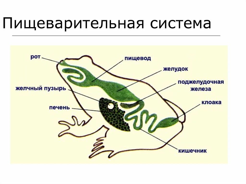 Расположи органы пищеварительной системы земноводного. Органы пищеварительной системы Жабы. Схема строения пищеварительной системы лягушки. Схема органов пищеварительной системы у лягушки. Пищеварительная система земноводных схема.