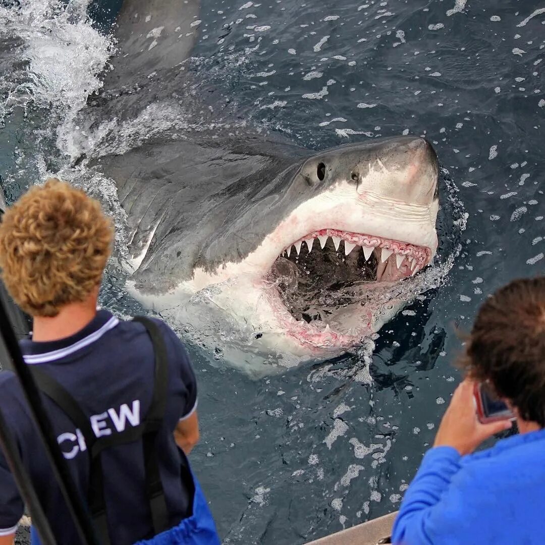 Нападение большого. Большая белая акула. Большая белая акула и человек.