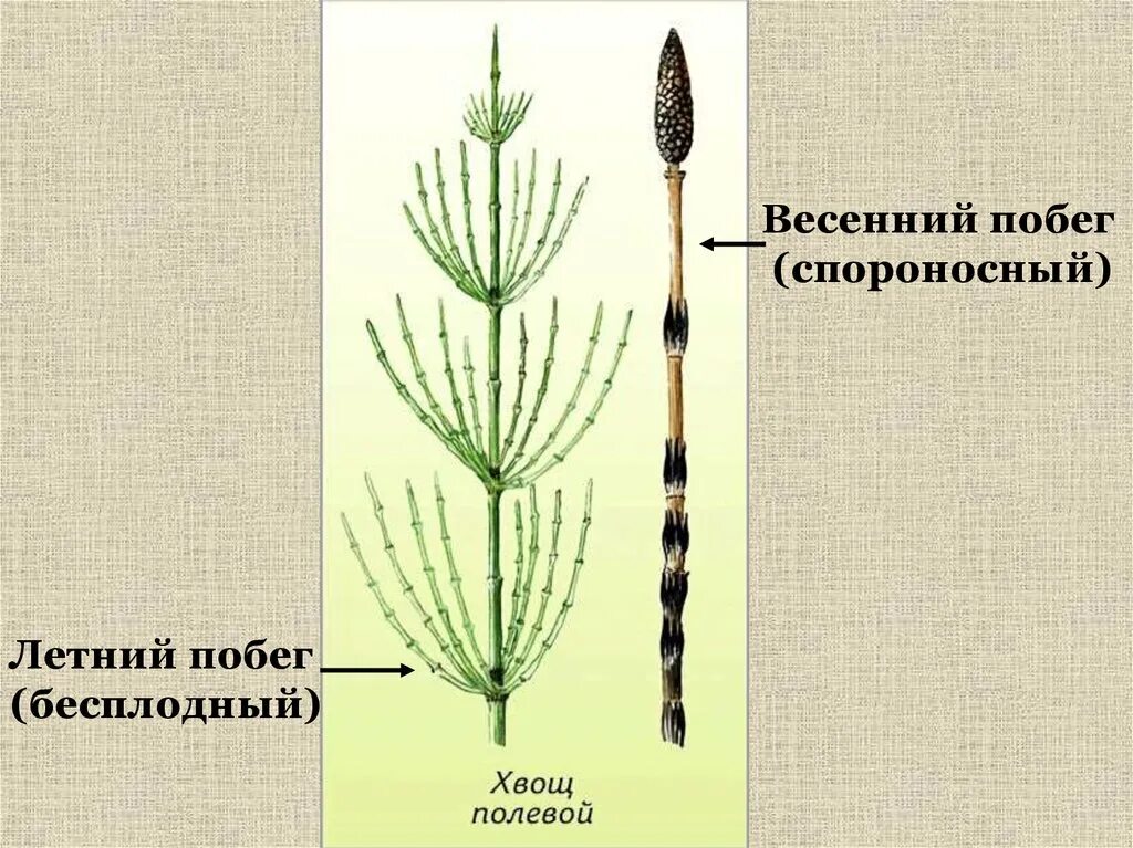 Хвощ спермий. Хвощ полевой весенние и летние побеги. Весенний побег хвоща полевого. Хвощ полевой летний побег и весенний побег. Спороносный побег хвоща полевого.